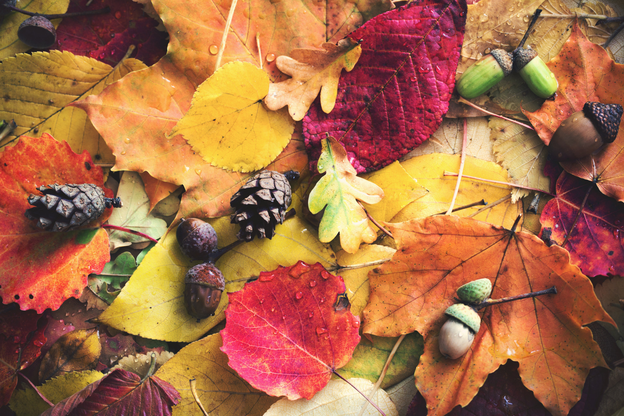 Symbolbild Herbst: Bunte Herbstblätter, Tannenzapfen, Eicheln etc.